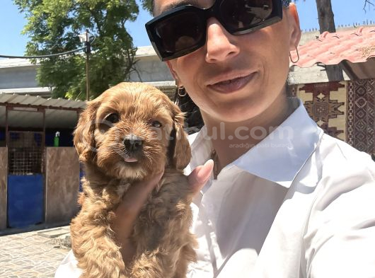 Maltipoo Yavrula Sağlık Ve Irk Garan görsel