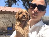Maltipoo Yavrula Sağlık Ve Irk Garan
