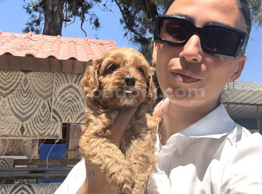 Maltipoo Yavrula Sağlık Ve Irk Garan görsel