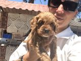 Maltipoo yavrula sağlık ve ırk garan