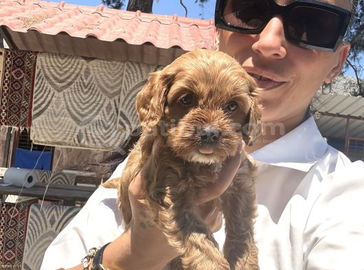 Maltipoo Yavrula Sağlık Ve Irk Garan