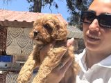 Maltipoo Yavrula Sağlık Ve Irk Garan