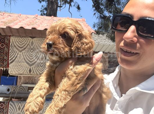 Maltipoo Yavrula Sağlık Ve Irk Garan görsel