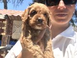 Maltipoo Yavrula Sağlık Ve Irk Garan