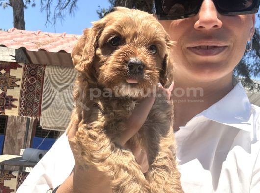Maltipoo Yavrula Sağlık Ve Irk Garan görsel