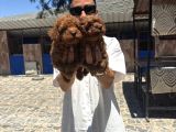 Toy poddle yavrular sağlık ve ırk gara