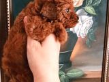SAFKAN RED BROWN TOY POODLE YAVRULAR ÜST KALİTE