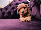 Safkan Red Brown Toy Poodle Yavrular Üst Kali̇te