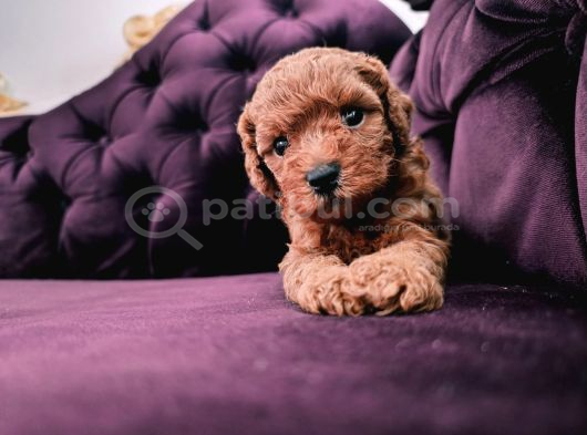Safkan Red Brown Toy Poodle Yavrular Üst Kali̇te görsel