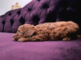 Safkan Red Brown Toy Poodle Yavrular Üst Kali̇te