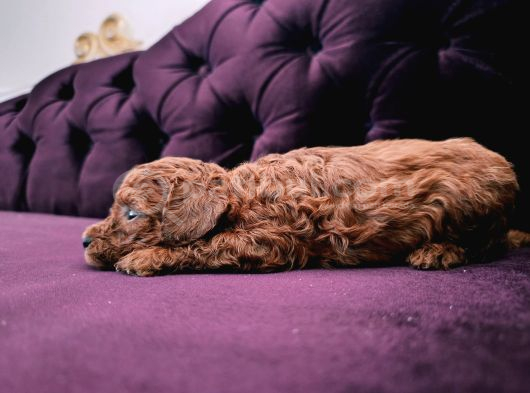 Safkan Red Brown Toy Poodle Yavrular Üst Kali̇te görsel