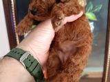 Safkan Red Brown Toy Poodle Yavrular Üst Kali̇te