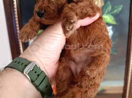 Safkan Red Brown Toy Poodle Yavrular Üst Kali̇te görsel