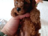 Safkan Red Brown Toy Poodle Yavrular Üst Kali̇te