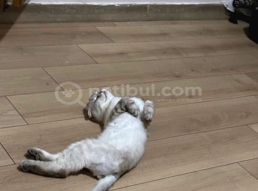 Erkek Kısır Kedimize Ev Arıyoruz görsel