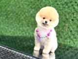 Pomerani̇an Teacup Bebekleri̇mi̇z