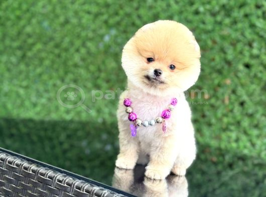 Pomerani̇an Teacup Bebekleri̇mi̇z görsel