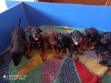 Doberman Yavrul Sağlık Ve Irk Garan