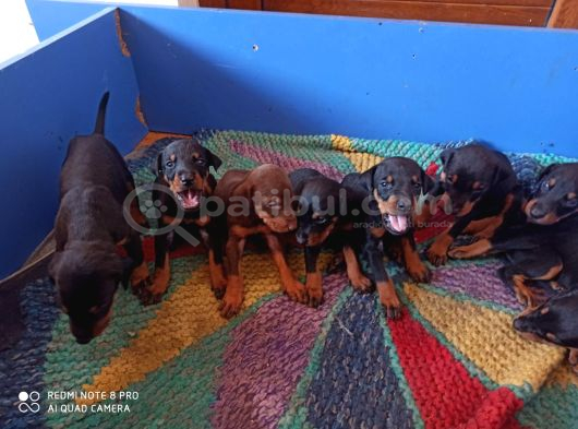 Doberman Yavrul Sağlık Ve Irk Garan görsel