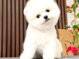 Pomerani̇an Teacup Bebekleri̇mi̇z