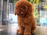Poodle Yavrularimiz Hazir Her Renk Mevcut