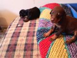 Doberman Yavrul Sağlık Ve Irk Garan