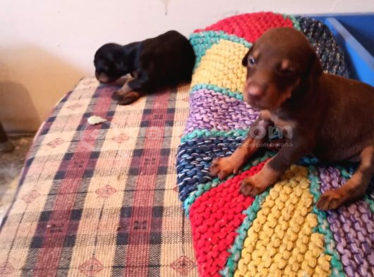 Doberman Yavrul Sağlık Ve Irk Garan görsel