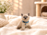 Harika Renk British Shorthair Blue Point Topaç Kafa