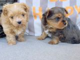 En Sevimlileri Petmode Köpek Çiftliğinden Ziyarete Açık Morkie Yavrularımız
