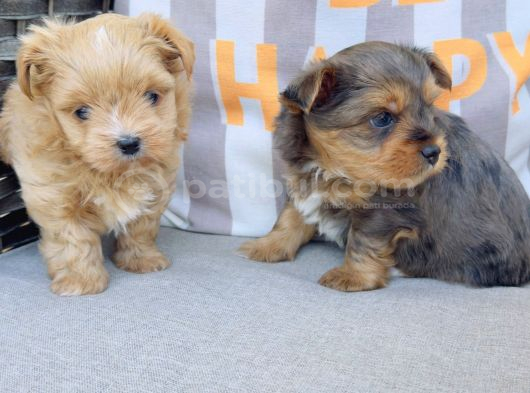 En Sevimlileri Petmode Köpek Çiftliğinden Ziyarete Açık Morkie Yavrularımız görsel