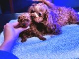 4 Aylık 700 Gr  Kore Micro Tea Cup Petmode Köpek Çifrliğinde