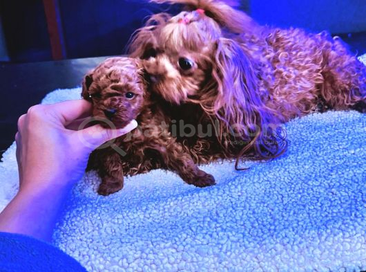 4 Aylık 700 Gr  Kore Micro Tea Cup Petmode Köpek Çifrliğinde görsel