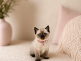 Safkan British Shorthair Çikolata Point Yavrumuz