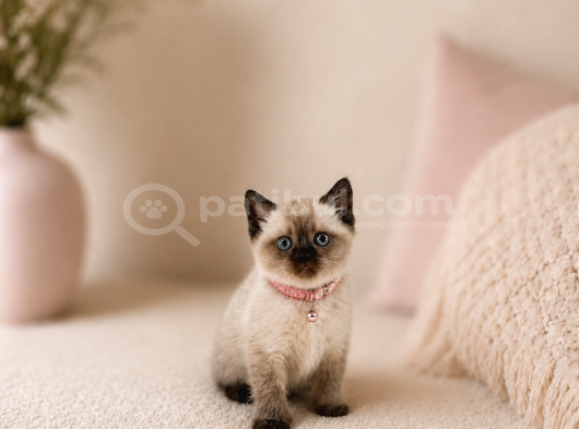 Safkan British Shorthair Çikolata Point Yavrumuz