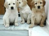 Muhteşem golden RETRİEVER yavrularımız