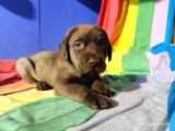 Üreti̇ci̇den A Plus Kali̇te Labrador Yavrular