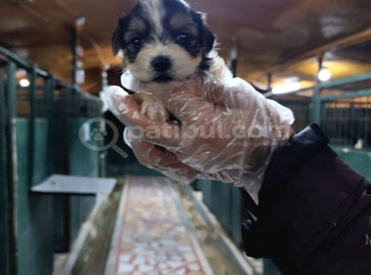 Neşe Kaynağı Orjinal Morkie Yavrularımız görsel