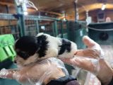 Neşe Kaynağı Orjinal Morkie Yavrularımız