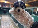 Neşe Kaynağı Orjinal Morkie Yavrularımız