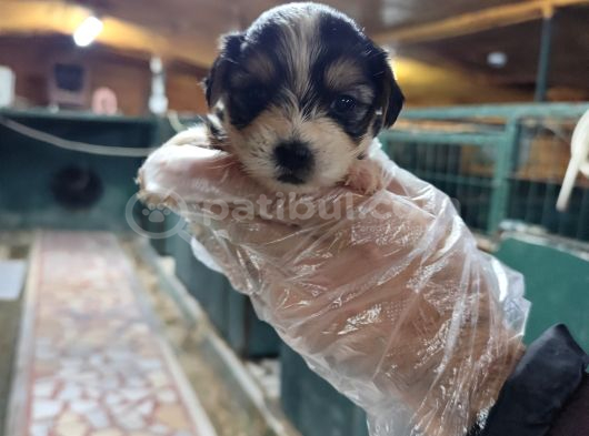 Neşe Kaynağı Orjinal Morkie Yavrularımız görsel