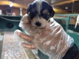 Neşe kaynağı orjinal Morkie yavrularımız