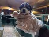 Neşe Kaynağı Orjinal Morkie Yavrularımız
