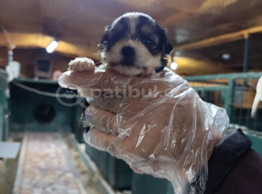 Neşe Kaynağı Orjinal Morkie Yavrularımız görsel