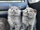 Kocaeli̇ Darica Mi̇ni̇k Pati̇ler