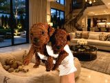 Safkan Toy Poodle Yavrum Aşılı Ve Pet Eğitimli