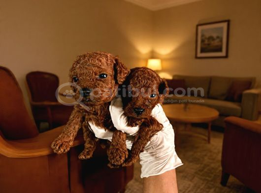 Safkan Toy Poodle Yavrum Aşılı Ve Pet Eğitimli