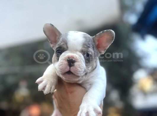 French Bulldog Muğla görsel