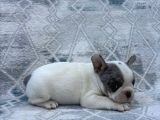 French Bulldog Muğla