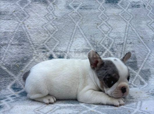French Bulldog Muğla görsel