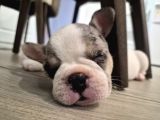 French Bulldog Muğla